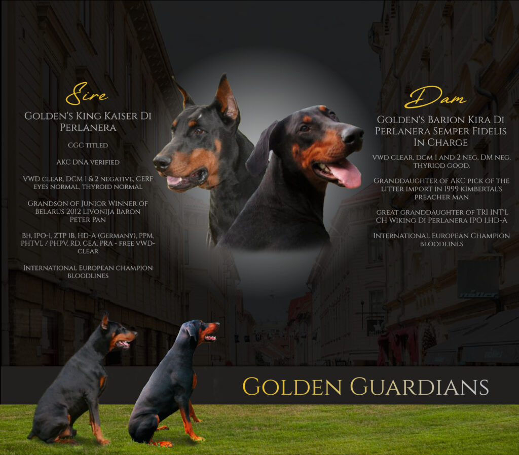 Promotional graphic for a Doberman breeder